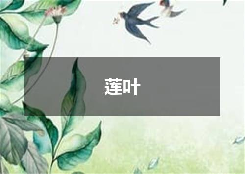 莲叶