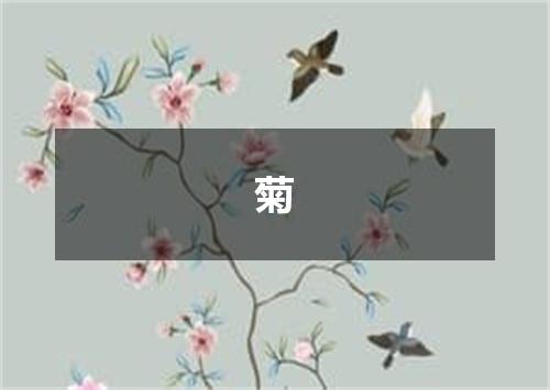 菊