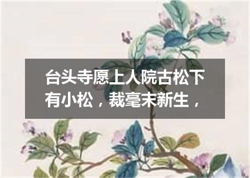 台头寺愿上人院古松下有小松，裁毫末新生，