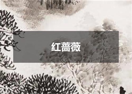红蔷薇