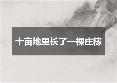 十亩地里长了一棵庄稼