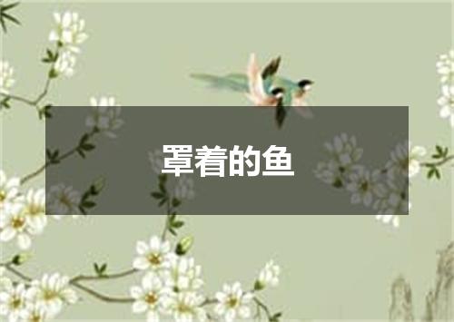 罩着的鱼