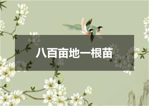 八百亩地一根苗
