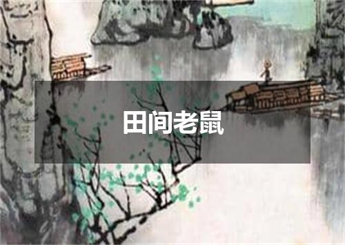 田间老鼠