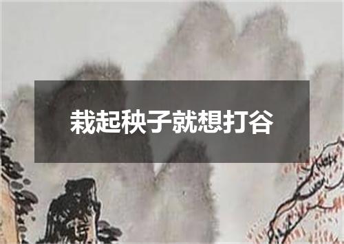 栽起秧子就想打谷