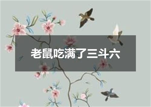 老鼠吃满了三斗六