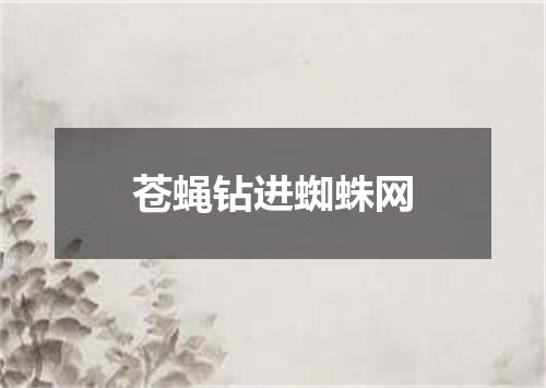 苍蝇钻进蜘蛛网