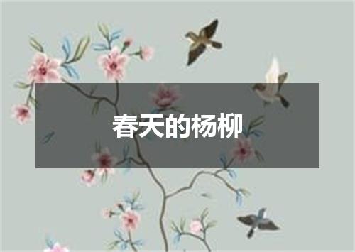 春天的杨柳