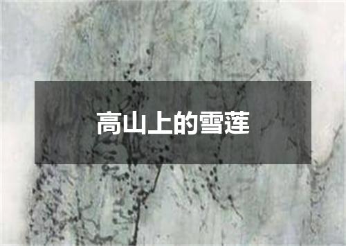 高山上的雪莲