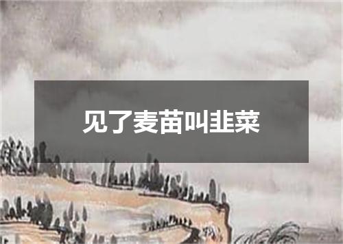 见了麦苗叫韭菜
