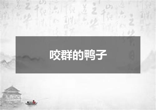 咬群的鸭子