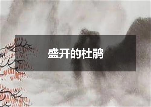 盛开的杜鹃