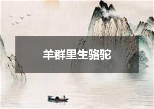 羊群里生骆驼