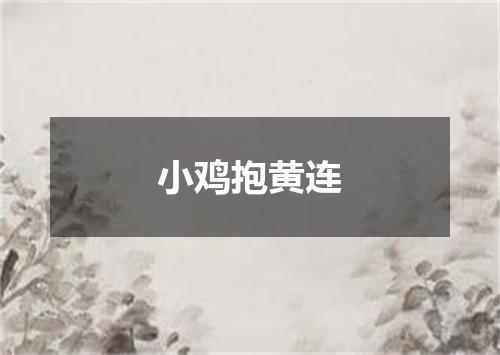 小鸡抱黄连