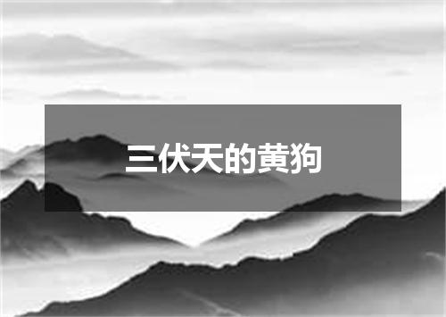 三伏天的黄狗