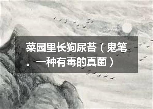 菜园里长狗尿苔（鬼笔。一种有毒的真菌）