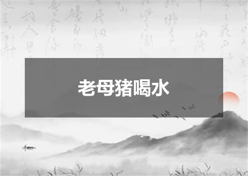 老母猪喝水