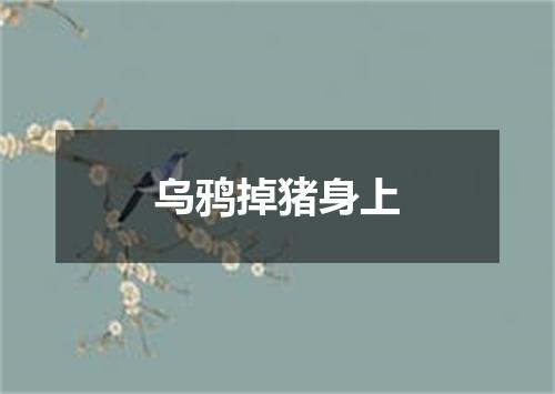 乌鸦掉猪身上