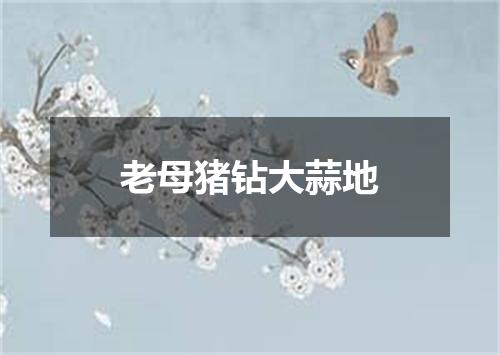 老母猪钻大蒜地